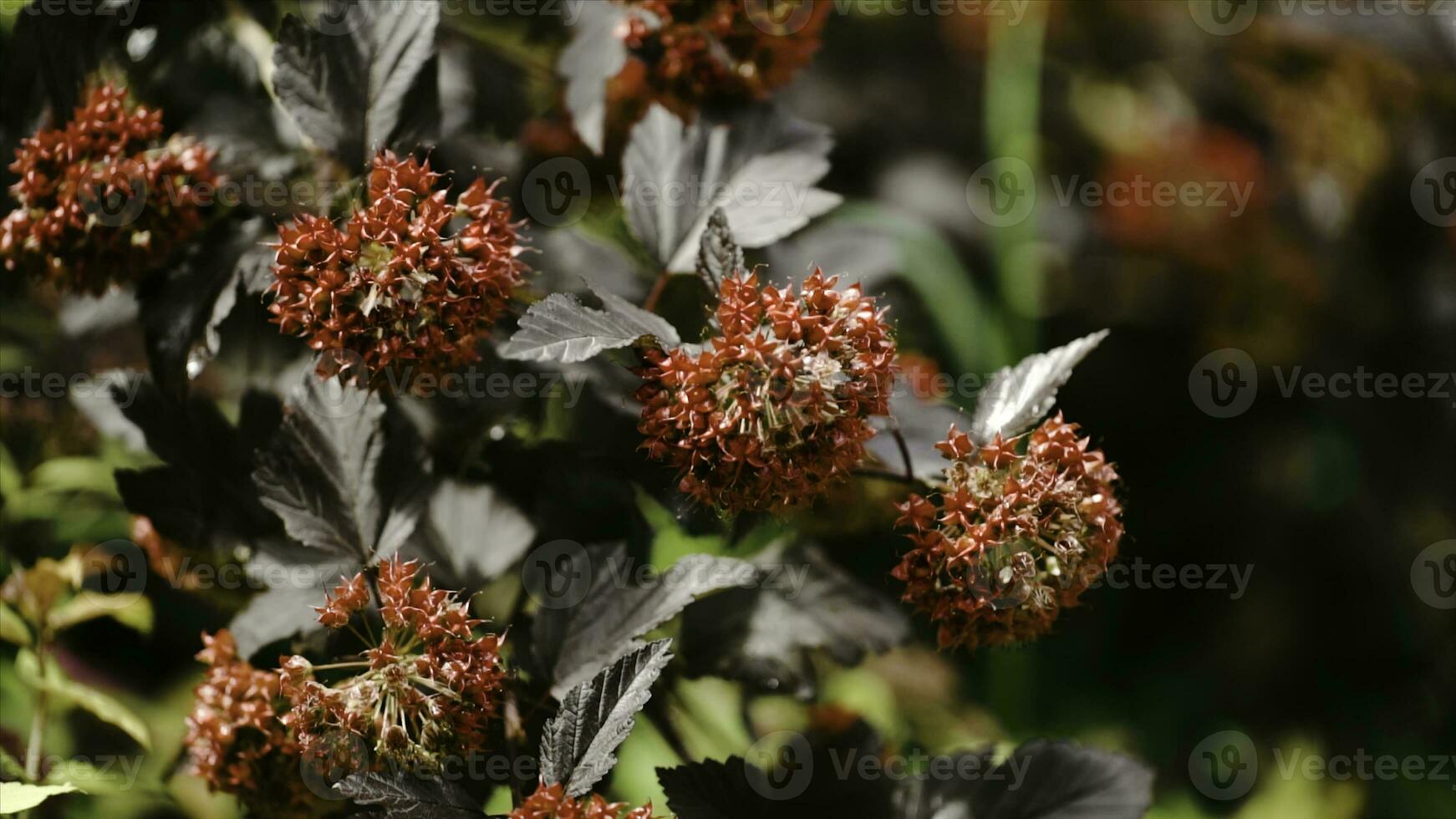 schön Ast mit rot Blumen. Baum mit rot Blumen winken sanft im das Brise foto