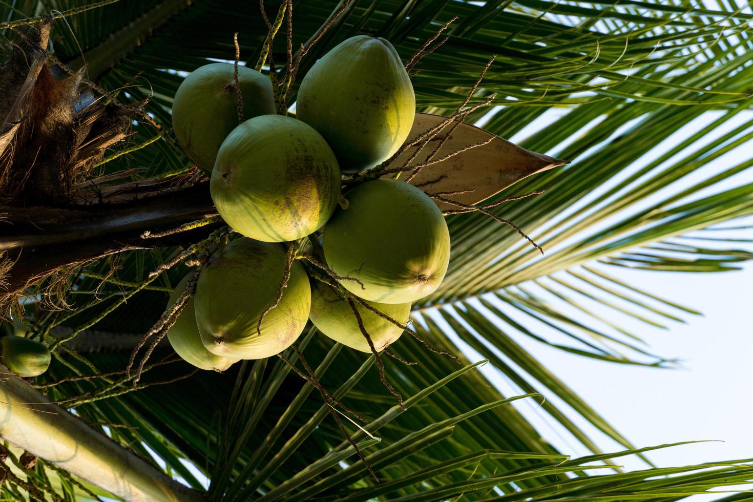 Kokospalme voller Kokosnüsse an einem sonnigen Tag foto