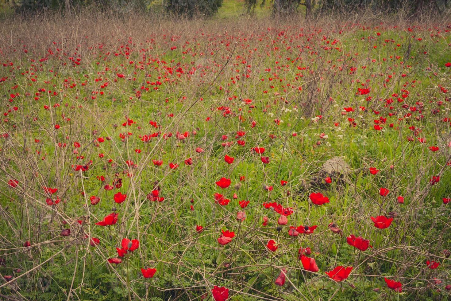 Feld der roten Anemonen foto