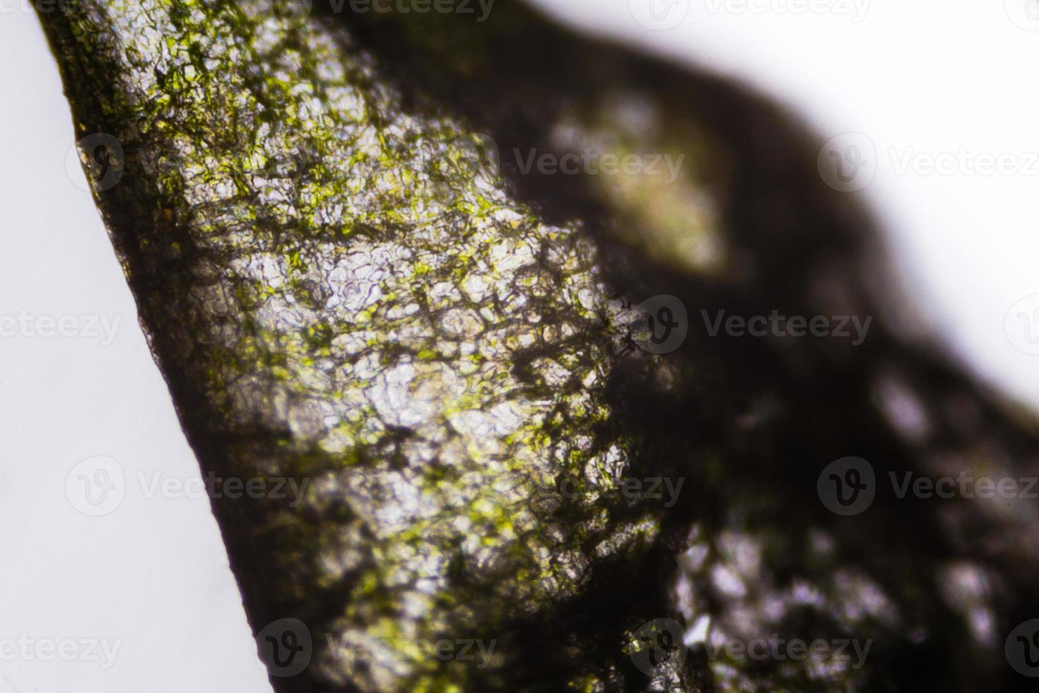 eingelegte Gurke unter dem Mikroskop foto