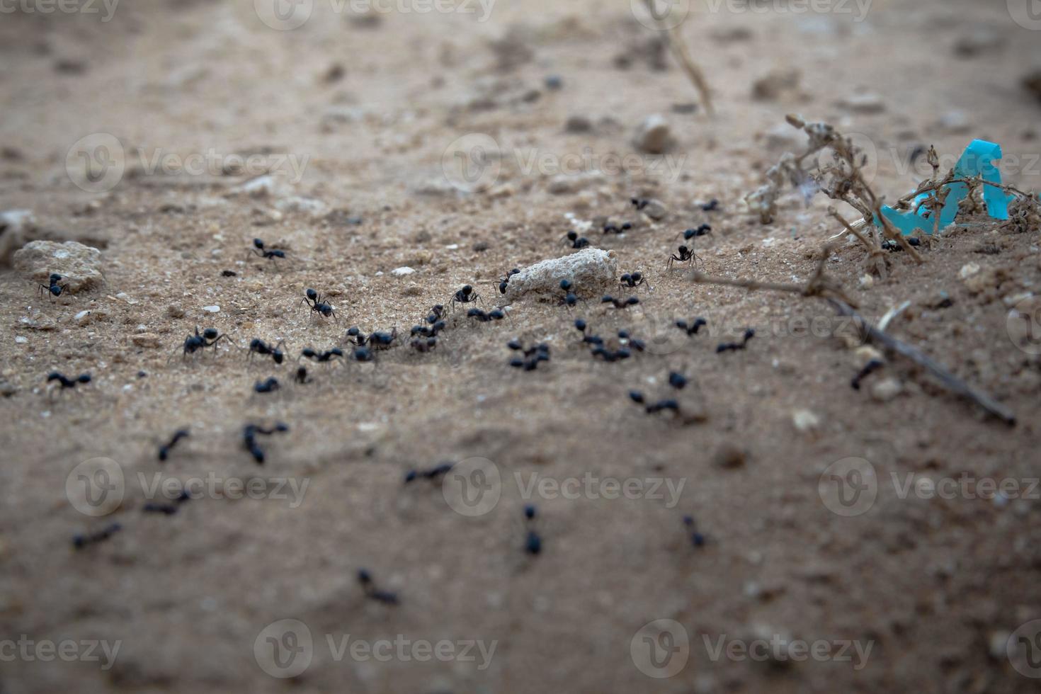 Nahaufnahme einer Gruppe schwarzer Ameisen, die auf Schmutz gehen? foto