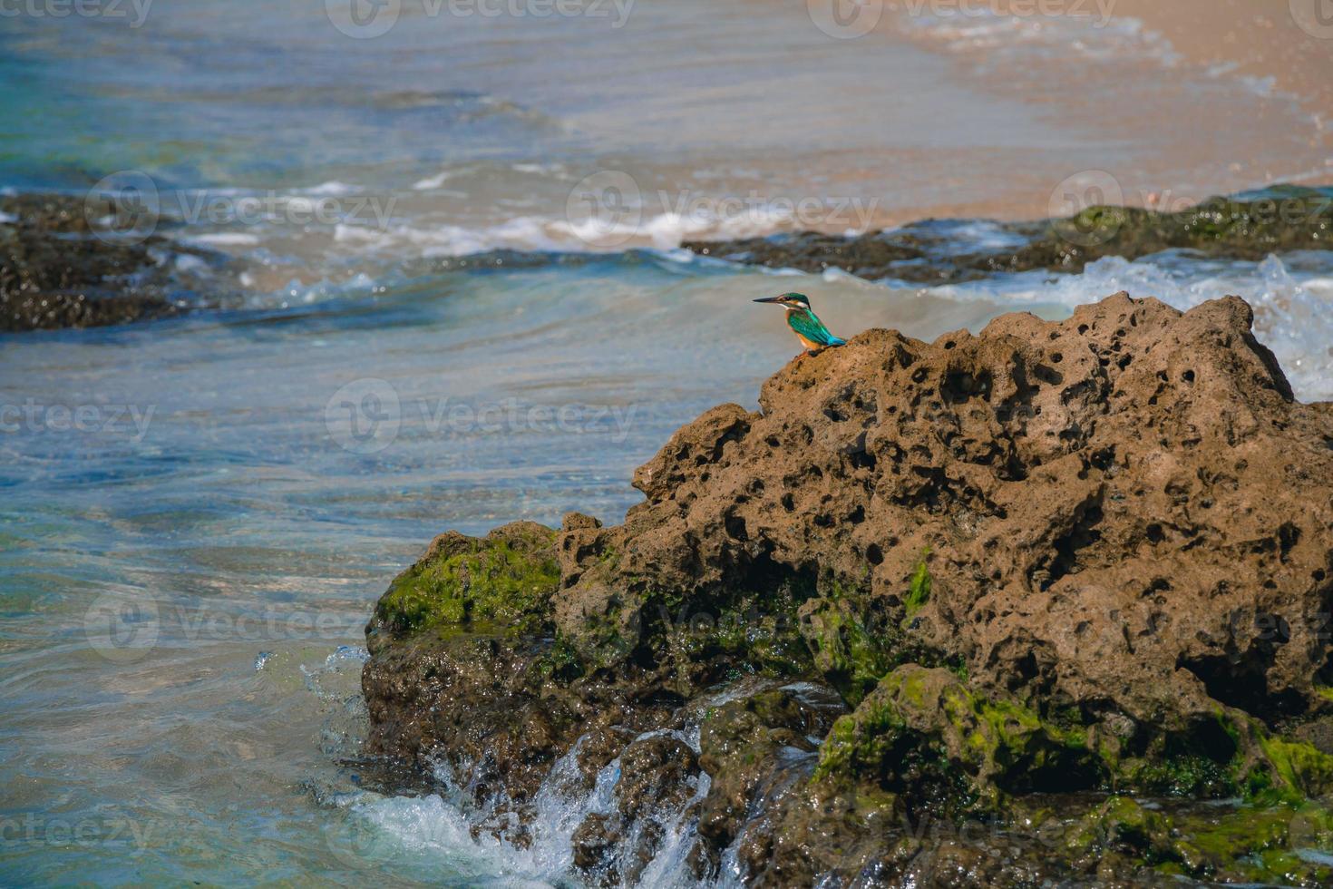 Eisvogel Alcedo Atthis Vogel sitzt auf dem Meeresfelsen am Strand in Israel foto