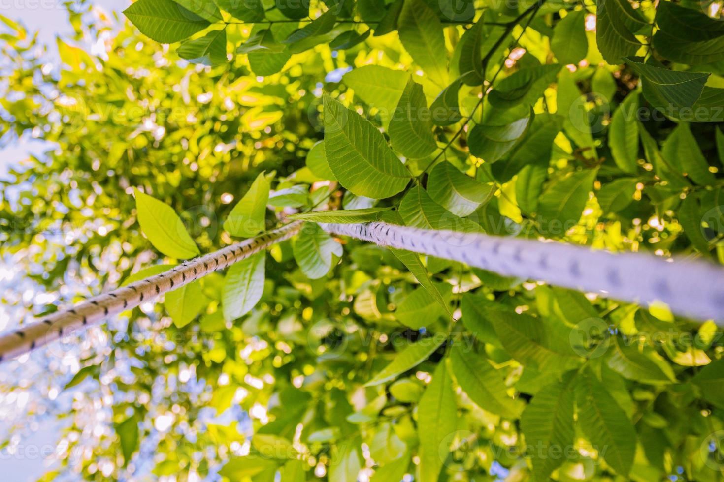 Baum von unten foto