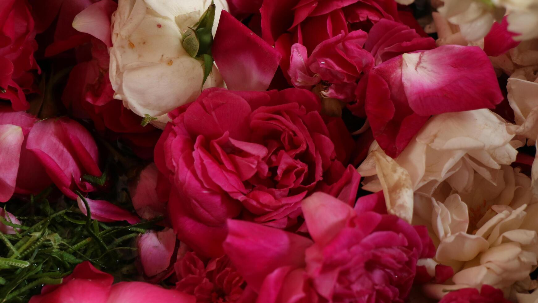 Nahaufnahme rote Rosen werden für traditionelle Veranstaltungen verwendet foto