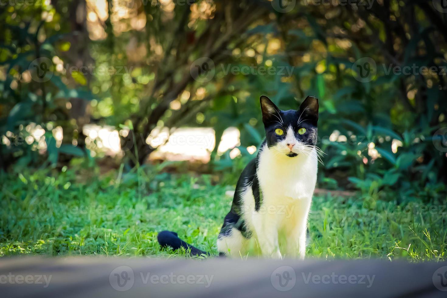 schwarze und weiße Katze auf dem grünen Gras im Hinterhof foto
