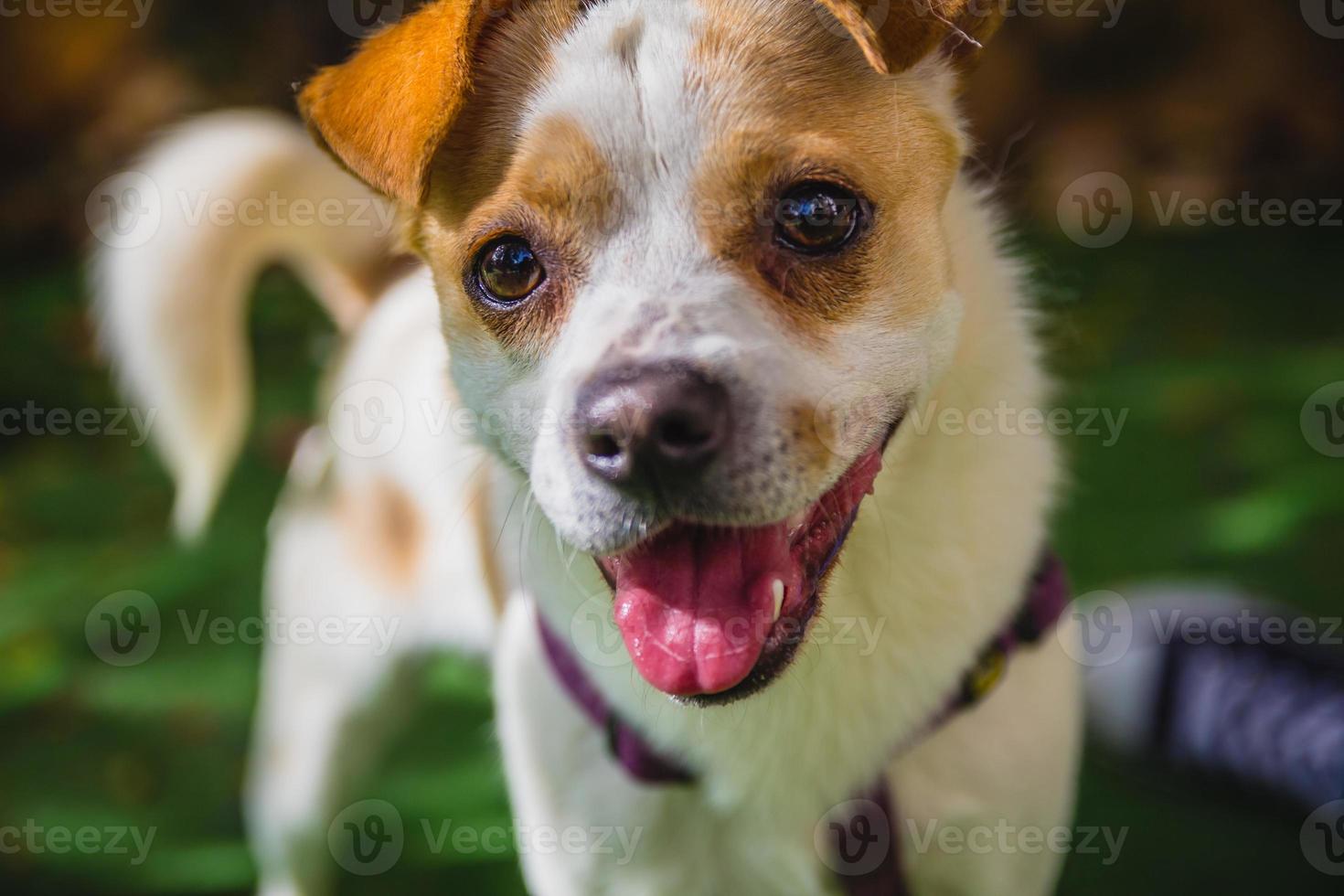entzückender Jack-Russell-Terrier-Hund im Park mit Blick in die Kamera foto