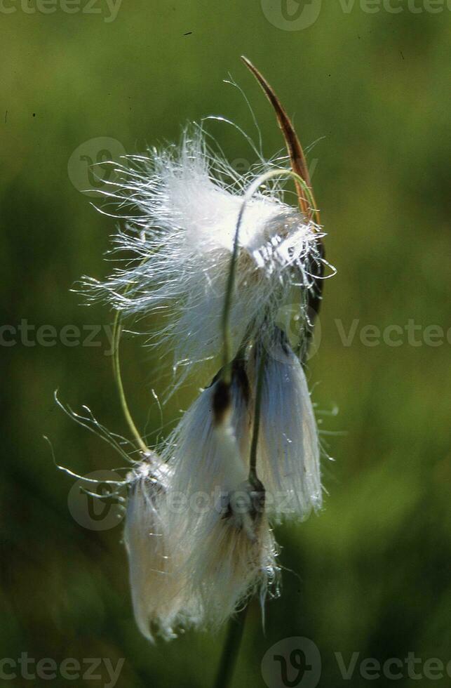 ein schließen oben von ein Weiß Blume mit ein lange Stengel foto