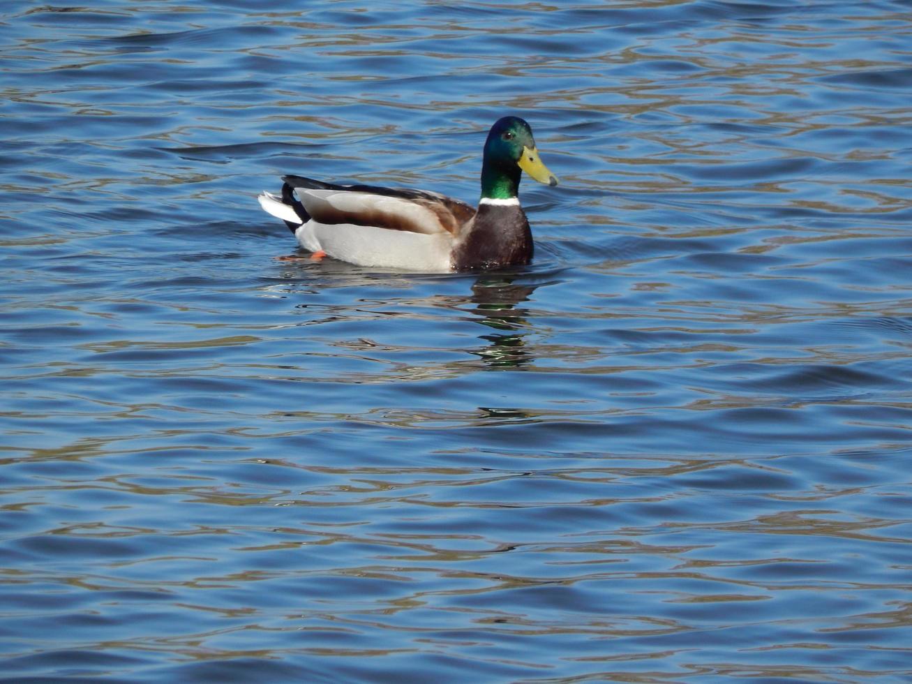 Enten schwimmen auf dem Wasser foto