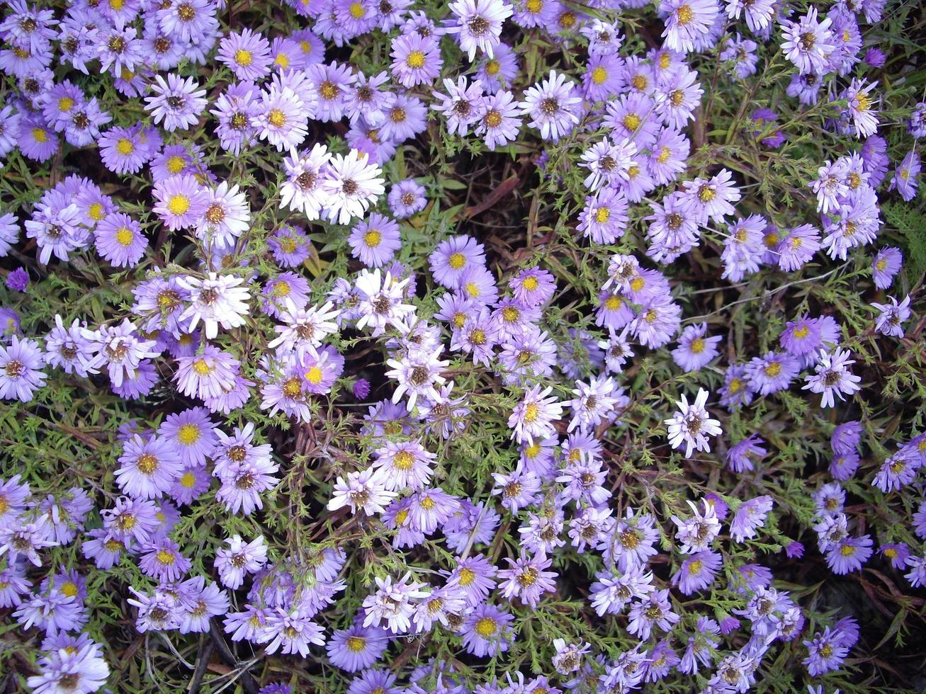 Herbstblumen in der Sonne im Garten foto