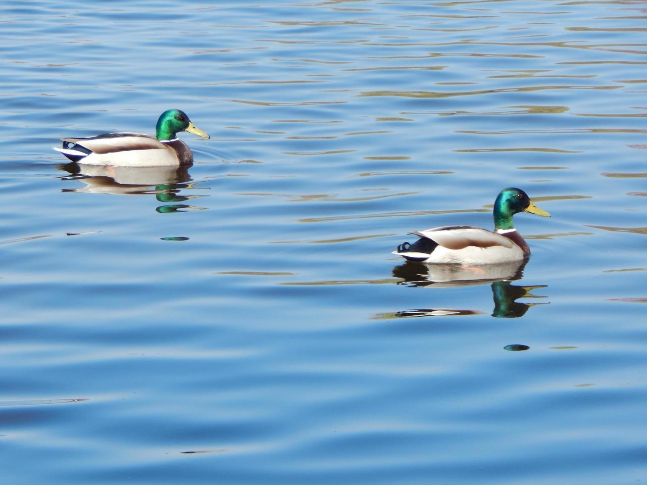 Enten schwimmen auf dem Wasser foto