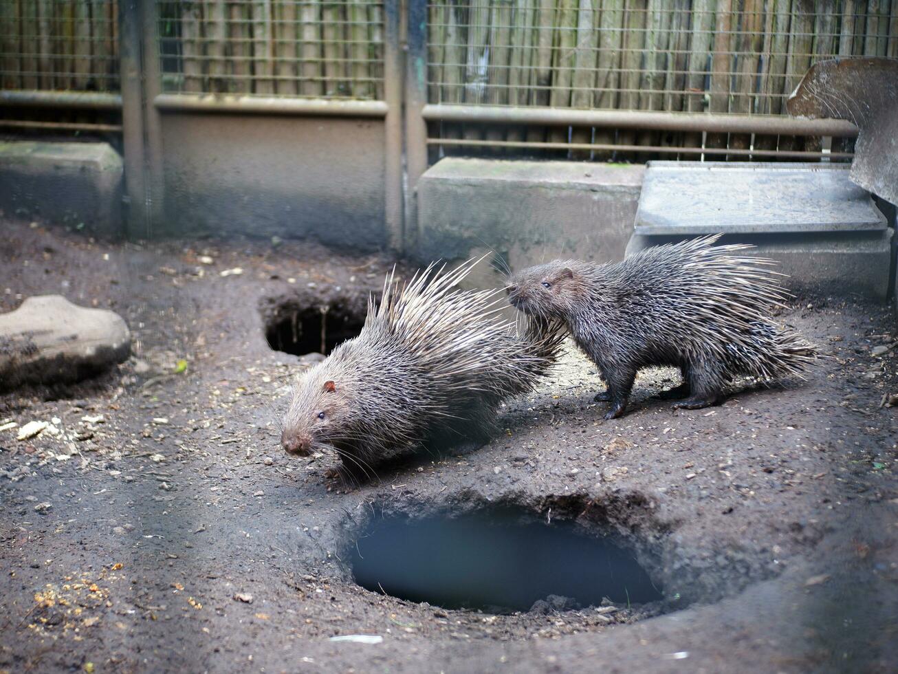 zwei Igel im ein Käfig beim das Zoo bereit zu Kamerad oder abspielen foto