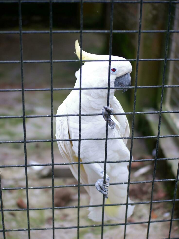 das Kakadu cacatuidae Das sind umklammern oder thront auf das Eisen Zaun Mauer von das Käfig foto