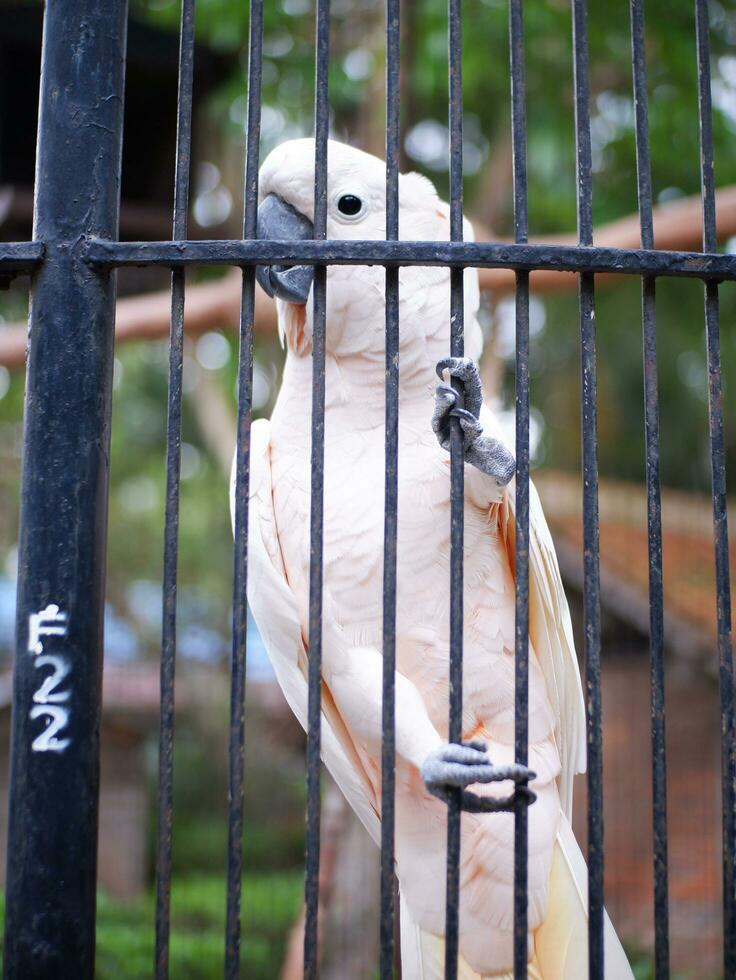 das Kakadu cacatuidae Das sind umklammern oder thront auf das Eisen Zaun Mauer von das Käfig foto