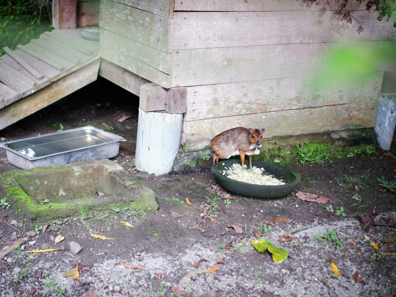 ein Maus Hirsch Essen auf ein groß zerreißen Nächster zu seine hölzern Haus und sah das Kamera foto