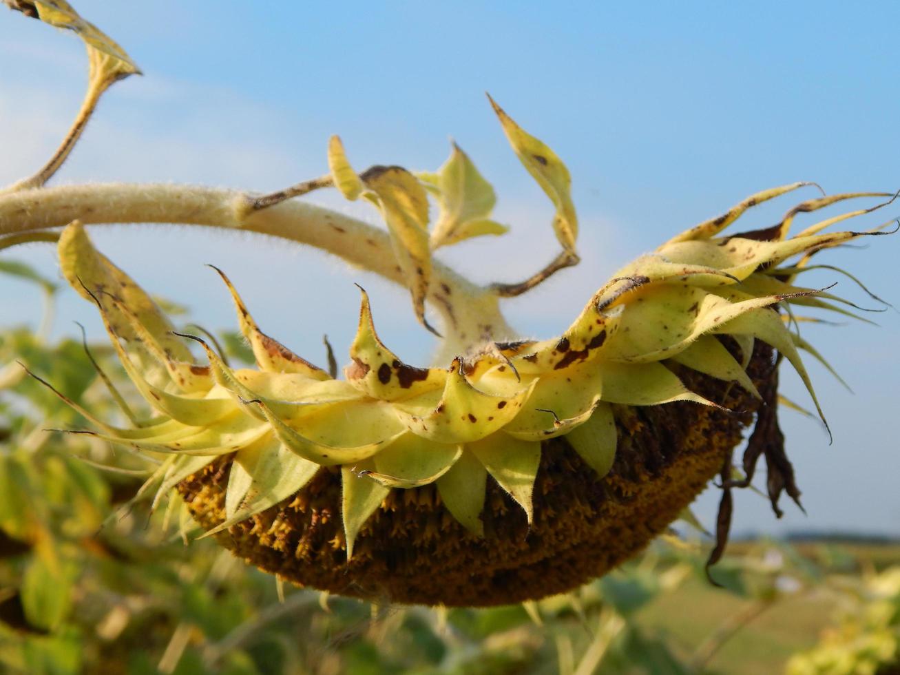 Sonnenblumen wachsen auf gelbem Hintergrund und Textur foto