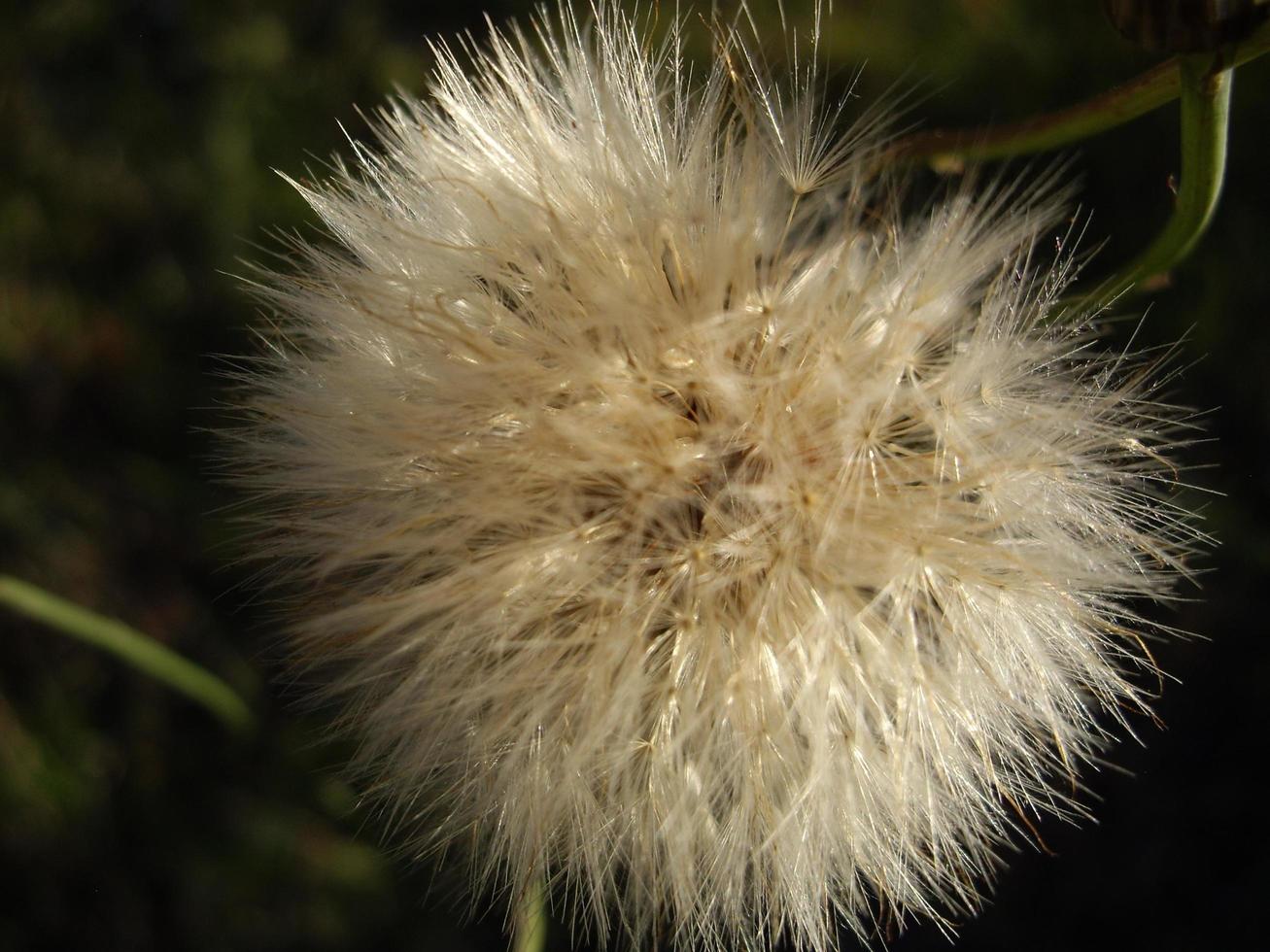 Herbstblumen in der Sonne im Garten foto