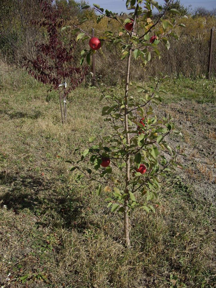 junge Herbstbäume und -büsche auf dem Grundstück foto