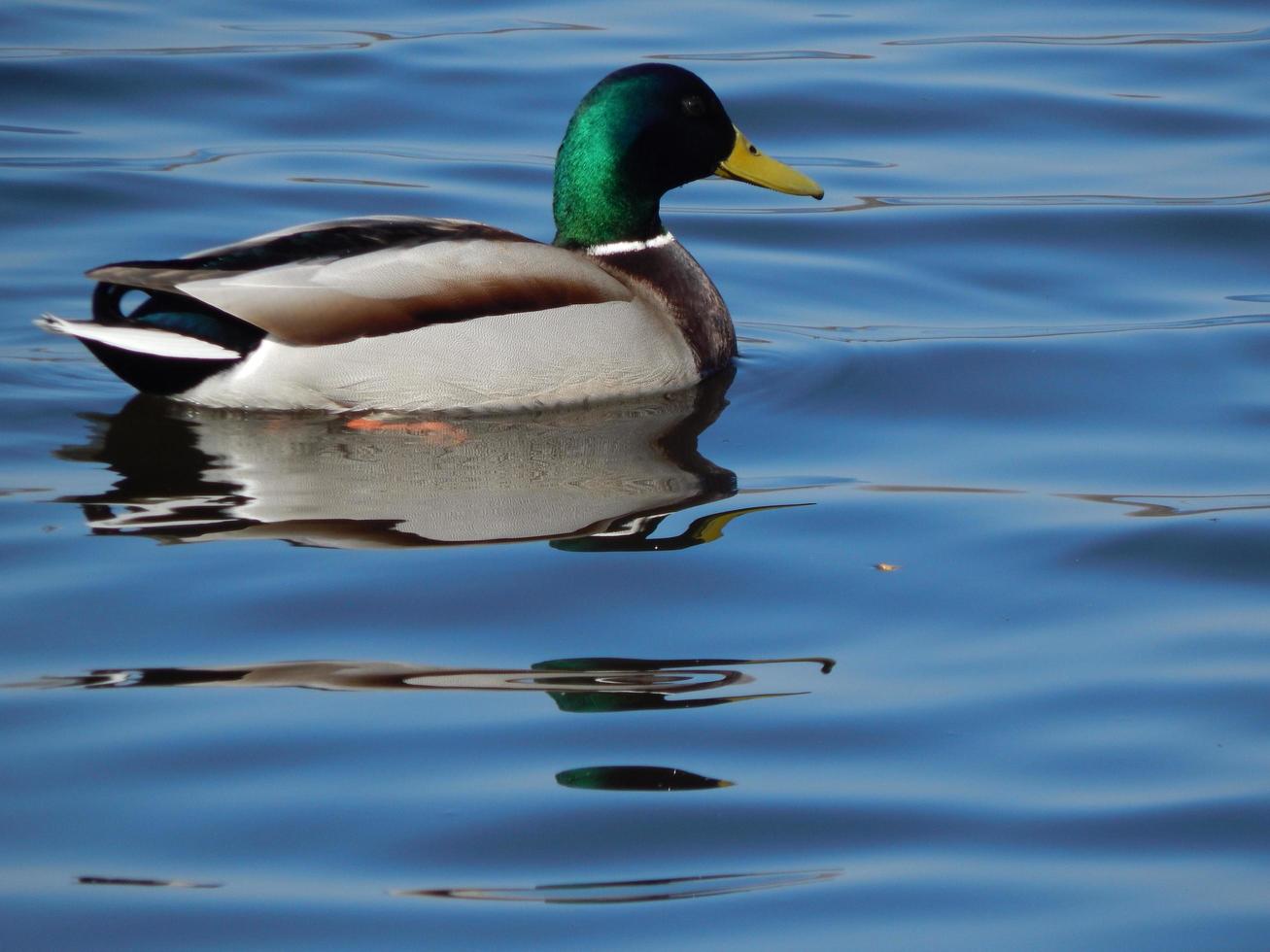 Enten schwimmen auf dem Wasser foto