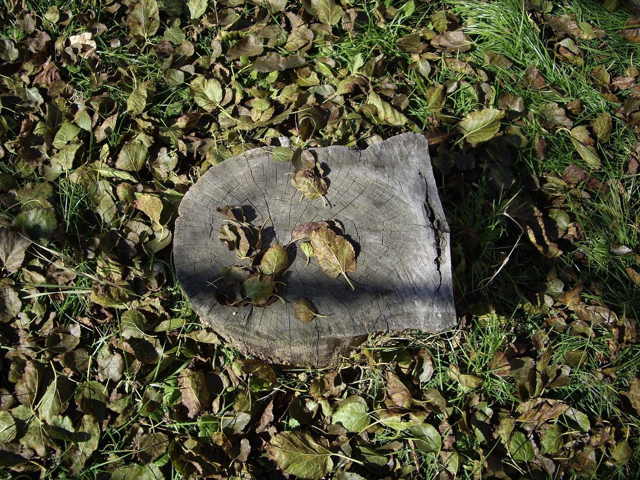 alter Holzstumpf auf einem Hintergrund von Gras foto