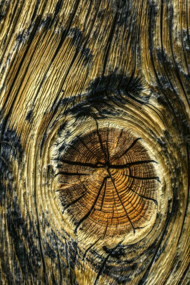 ein Knoten im das Holz foto