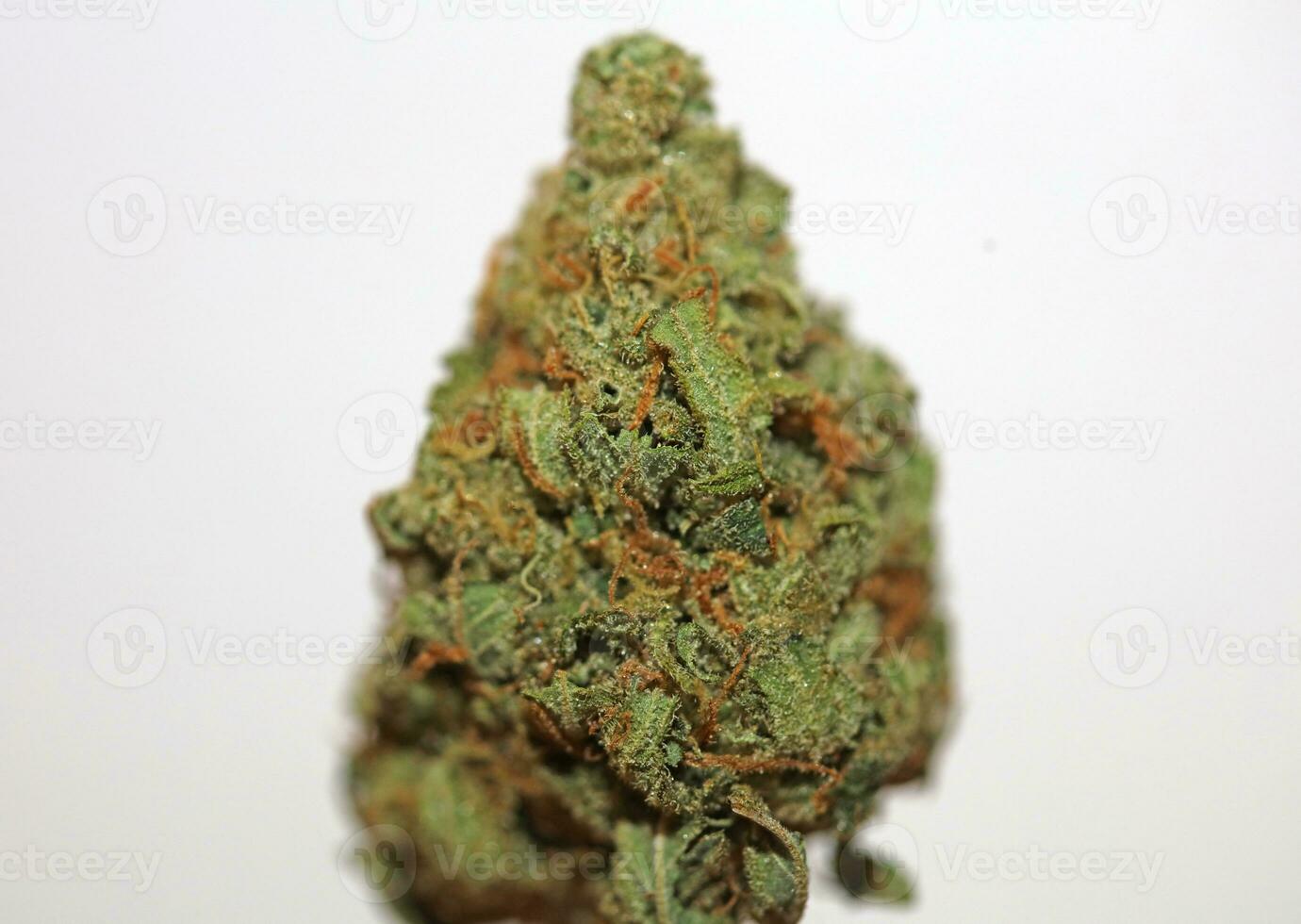 Marihuana medizinisch Schlecht lila Dunst Vielfalt Makro Aussicht cbd schließen oben botanisch Hintergrund groß Größe hoch Qualität sofortig druckt foto