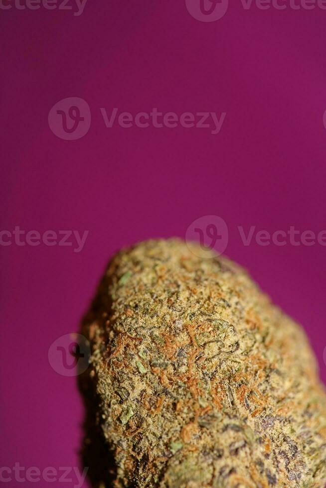 schließen oben von cali tolle fest blühen medizinisch Marihuana Knospen Detail von Cannabis auf lila Hintergründe groß Größe hoch Qualität sofortig Drucke foto