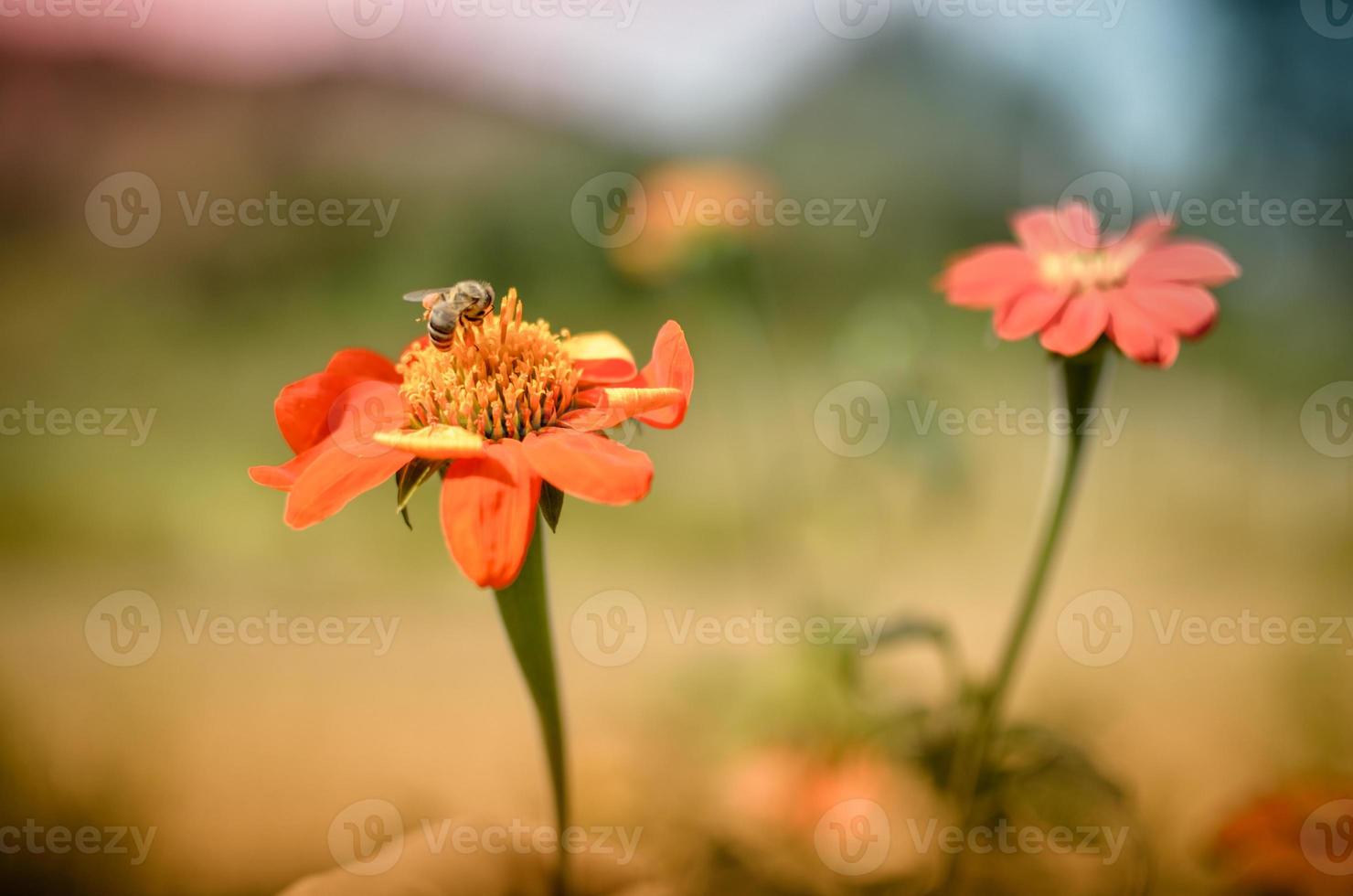 Humblee-Biene sitzt auf einer roten Dahlienblüte foto