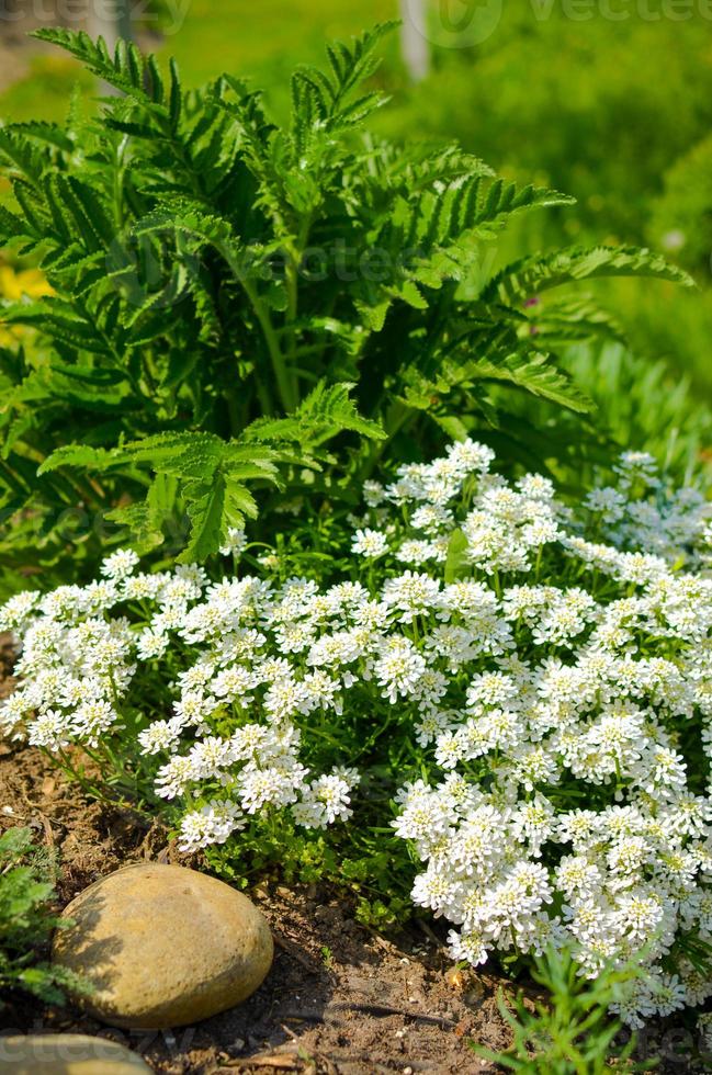 Blumenbeet mit Steinen, weißen Blumen und vielen grünen Pflanzen foto