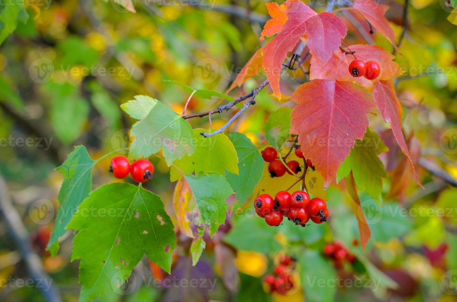 rote Beeren und Weißdornblätter am Baum. Herbst natürlicher Hintergrund foto