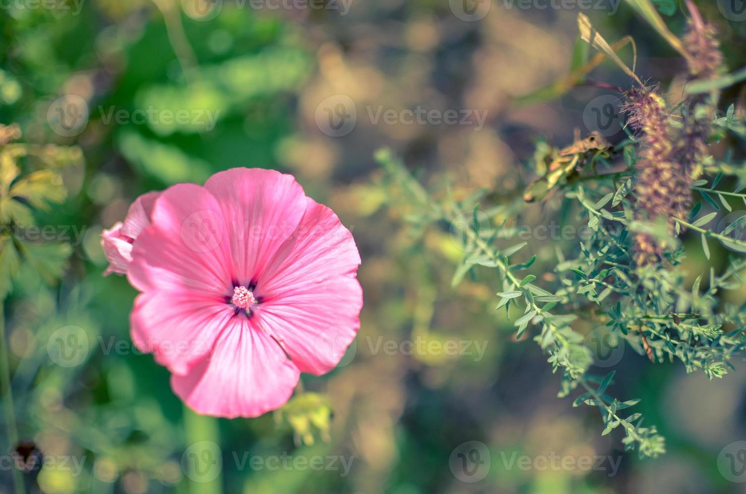 Lavatera oder Malopa. Rosa. Foto von oben