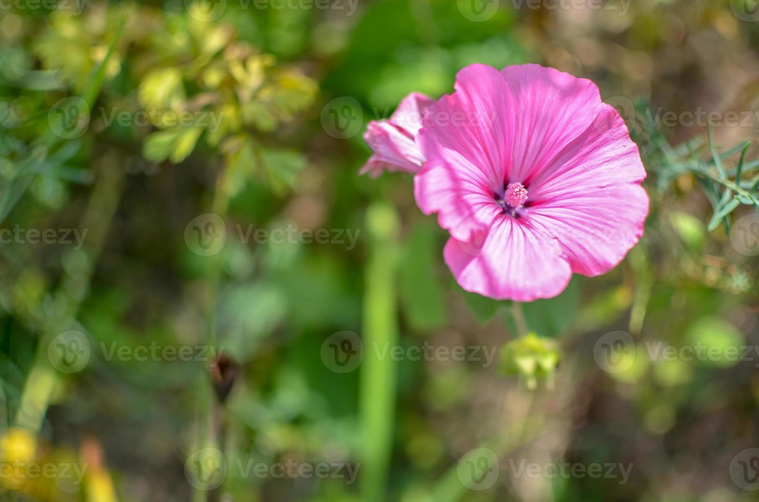 Lavatera oder Malopa. Rosa. Foto von oben