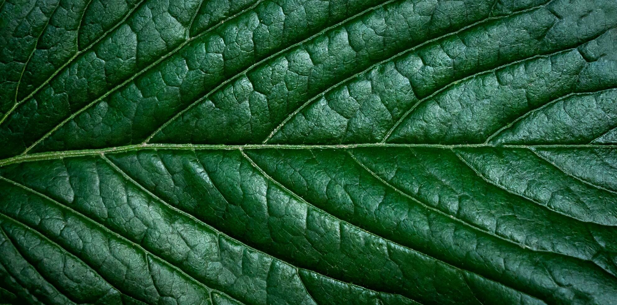 Grün Blatt Hintergrund. Nahansicht. selektiv Fokus. foto