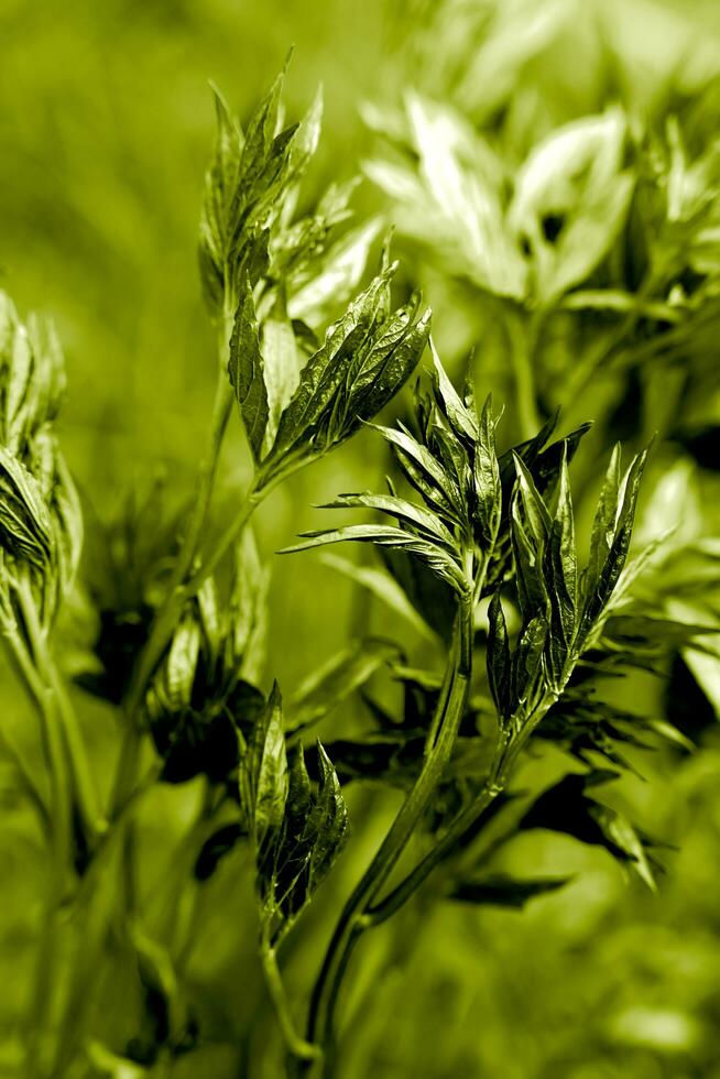 natürlich Hintergrund von Grün Pfingstrose Blätter. Nahansicht. selektiv Fokus. foto