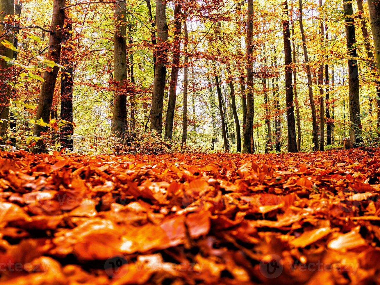 Menge von trocken Herbst Ahorn Blätter gefallen auf das Boden umgeben durch hoch Bäume auf ein verschwommen Hintergrund foto
