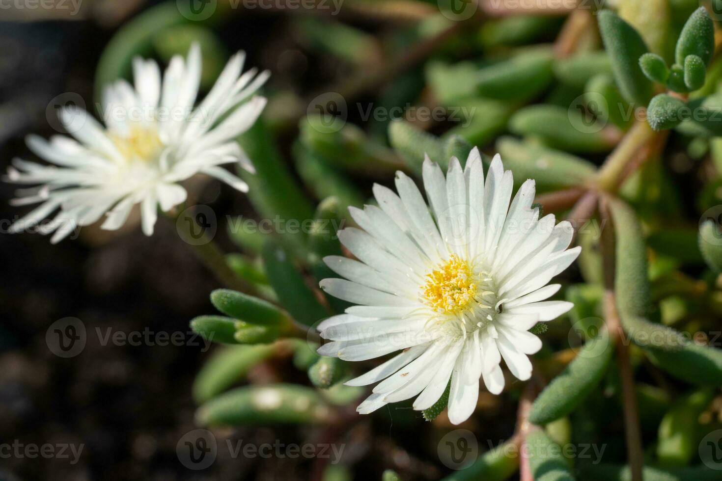 Mittag Blume, delosperma Stau foto