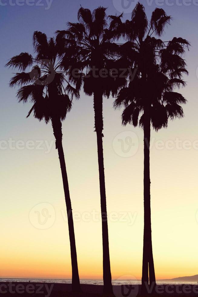 3 Palme Bäume während Sonnenuntergang im los Engel foto