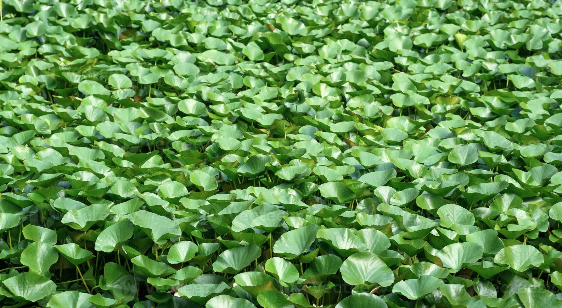 Landschaft Lotus Blätter vollständig Startseite das Oberfläche von das Wasser foto