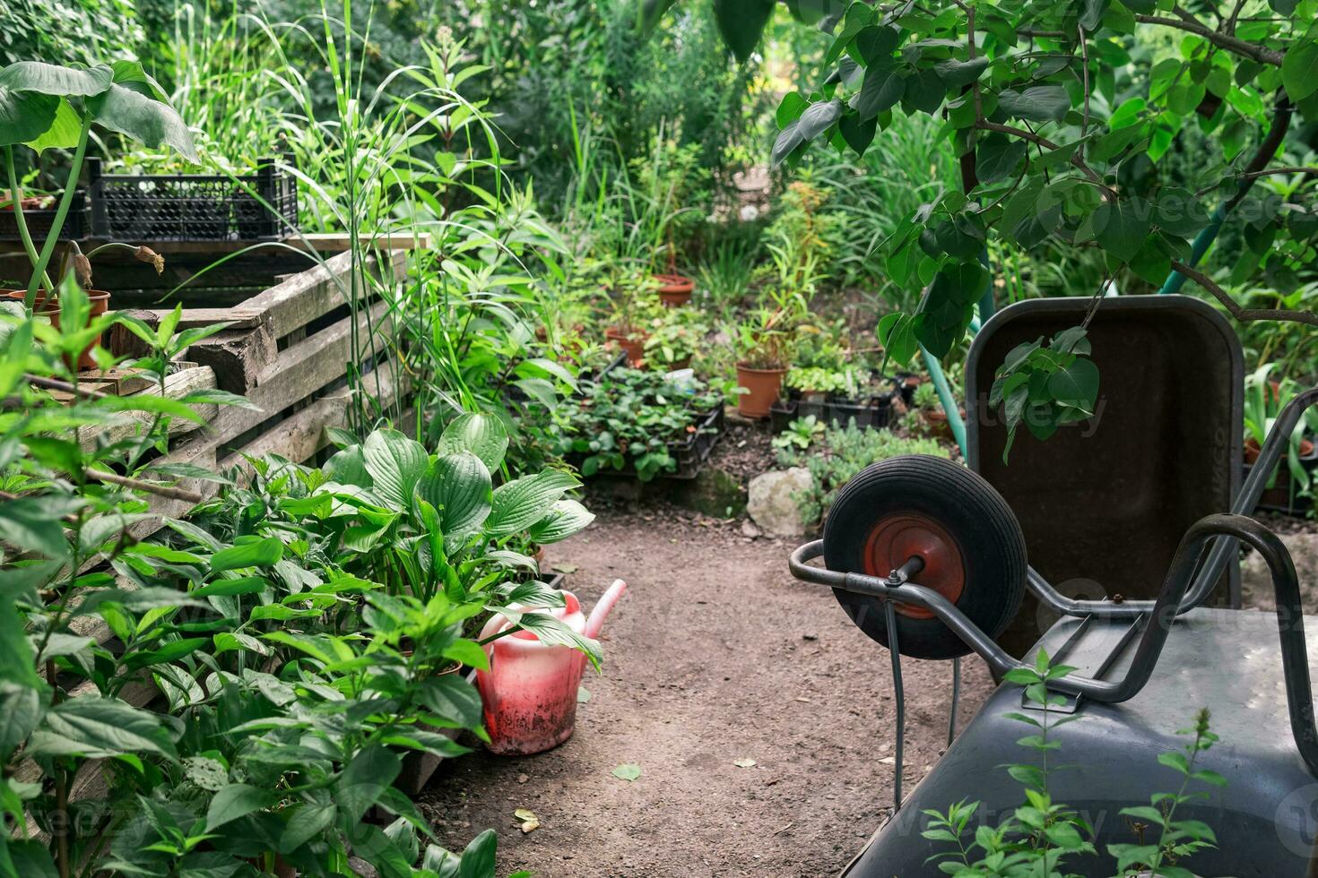 Gartenarbeit Werkzeug, Schubkarren und Bewässerung können unter Pflanzen im das Garten foto