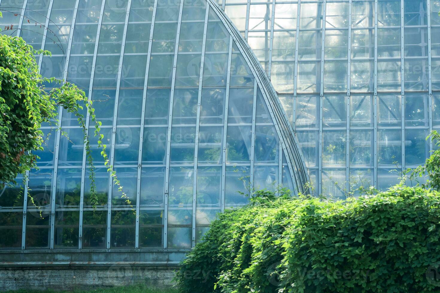 Aussicht von das Glas Mauer von ein groß Jahrgang Palme Gewächshaus hinter das draussen Bäume foto