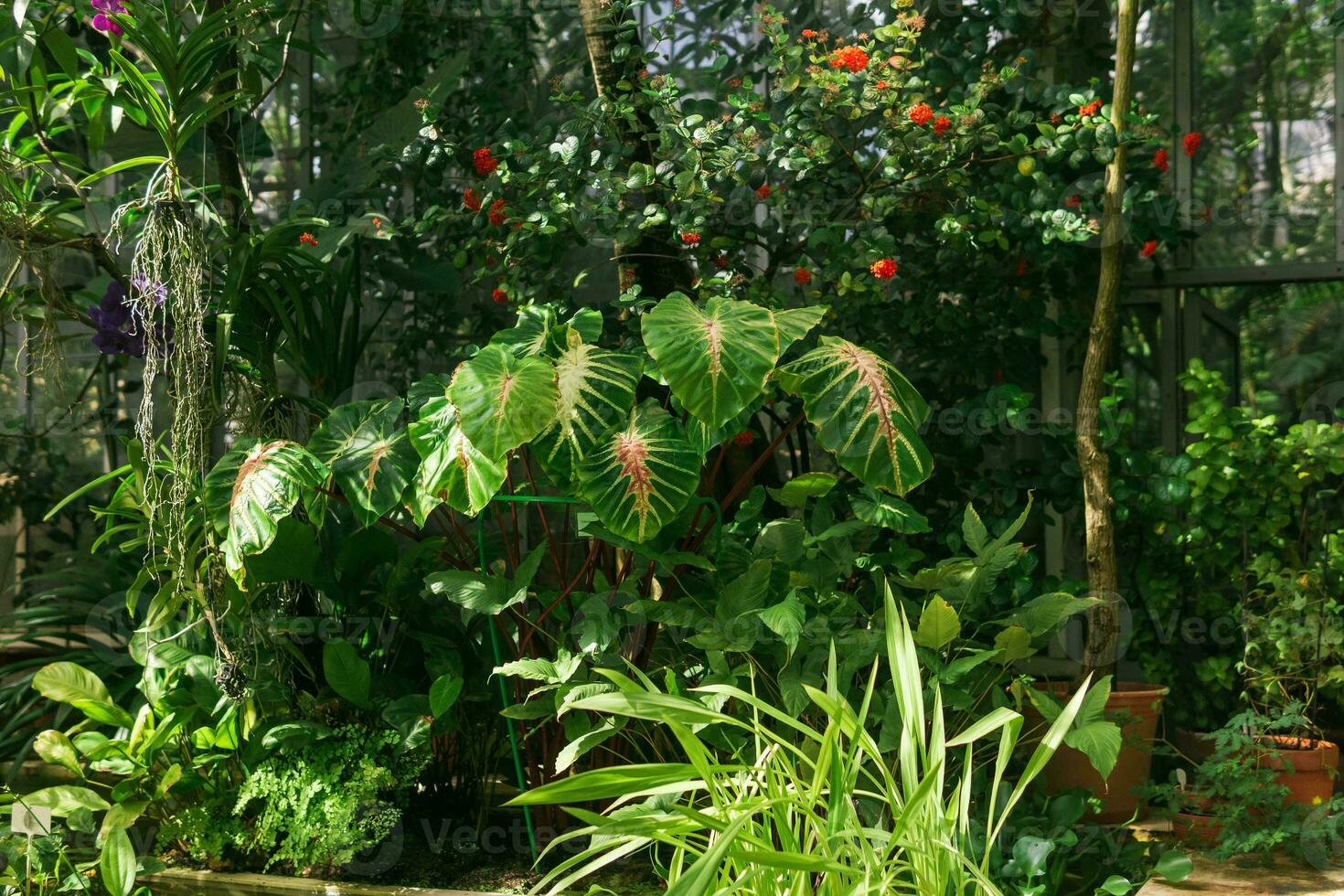 verschiedene schön tropisch Pflanzen wachsend im ein Gewächshaus foto