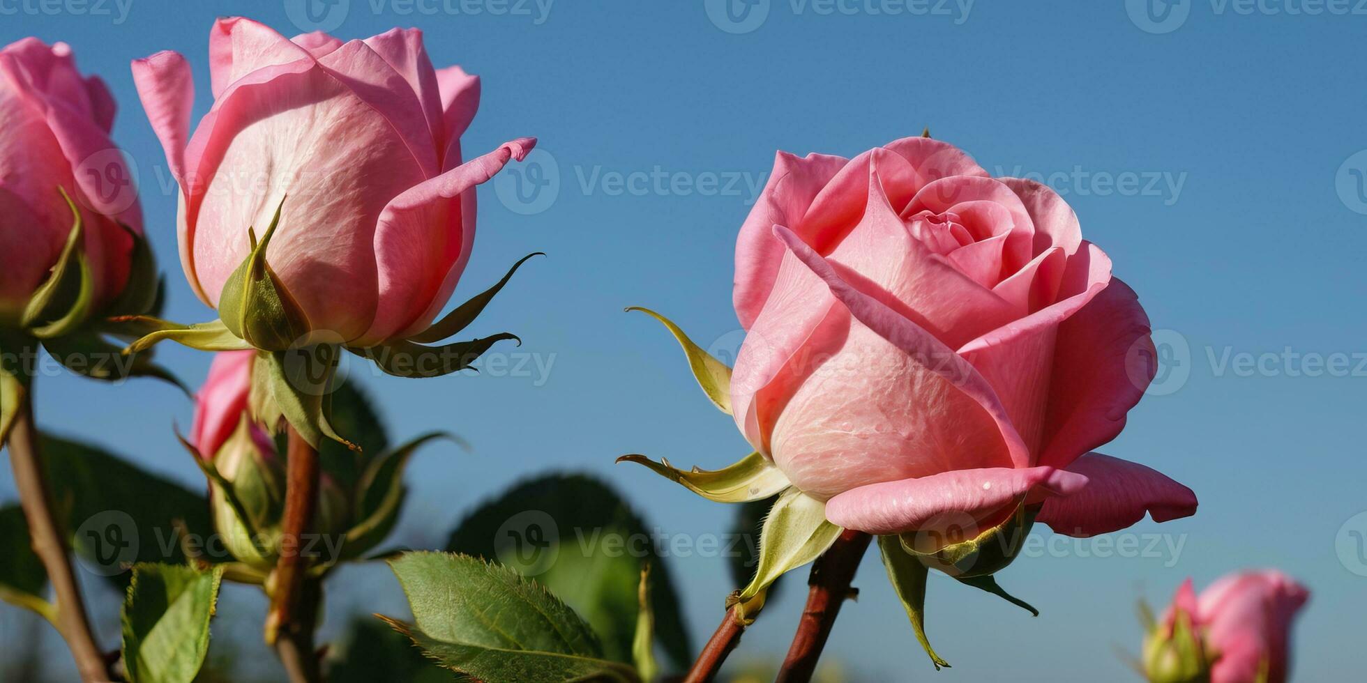 ai generiert Rosa Rosen im blühen beim Sonnenuntergang foto
