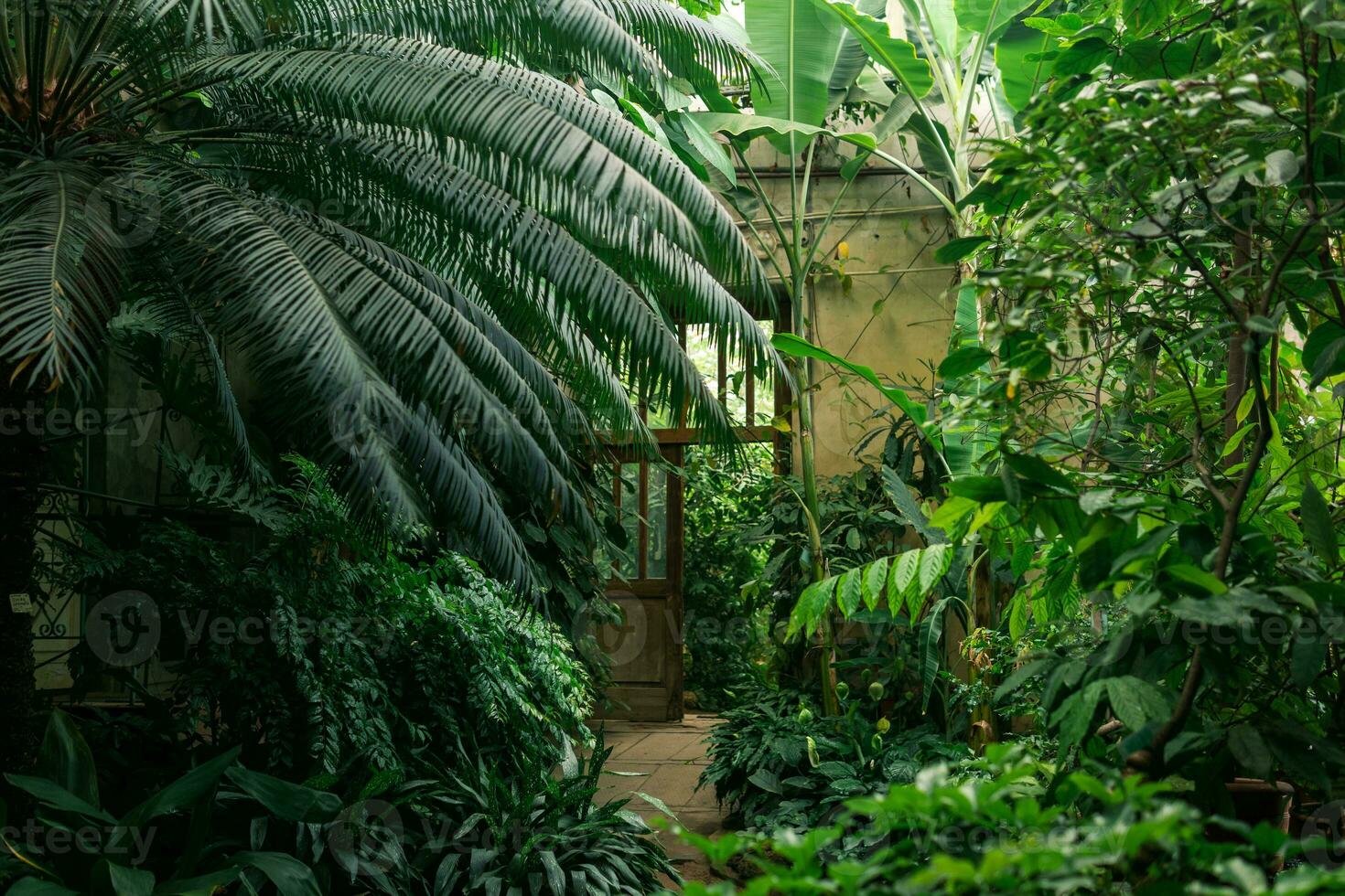Innere von ein alt Gewächshaus mit ein Sammlung von tropisch Pflanzen foto