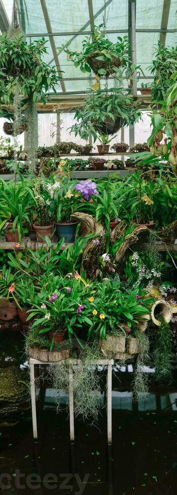 Stand mit verschiedene tropisch feuchtigkeitsliebend Pflanzen Über ein Teich im ein Gewächshaus foto