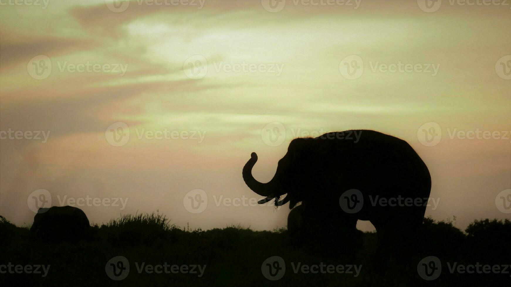 ein Herde von Elefanten. diese ist elephas maximus Sumatranus beim Sumatra tropisch Regen Wald foto