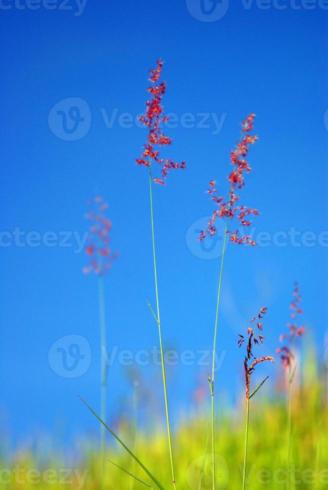 Blume des roten roten Rubingrases in Wind und blauem Himmel foto