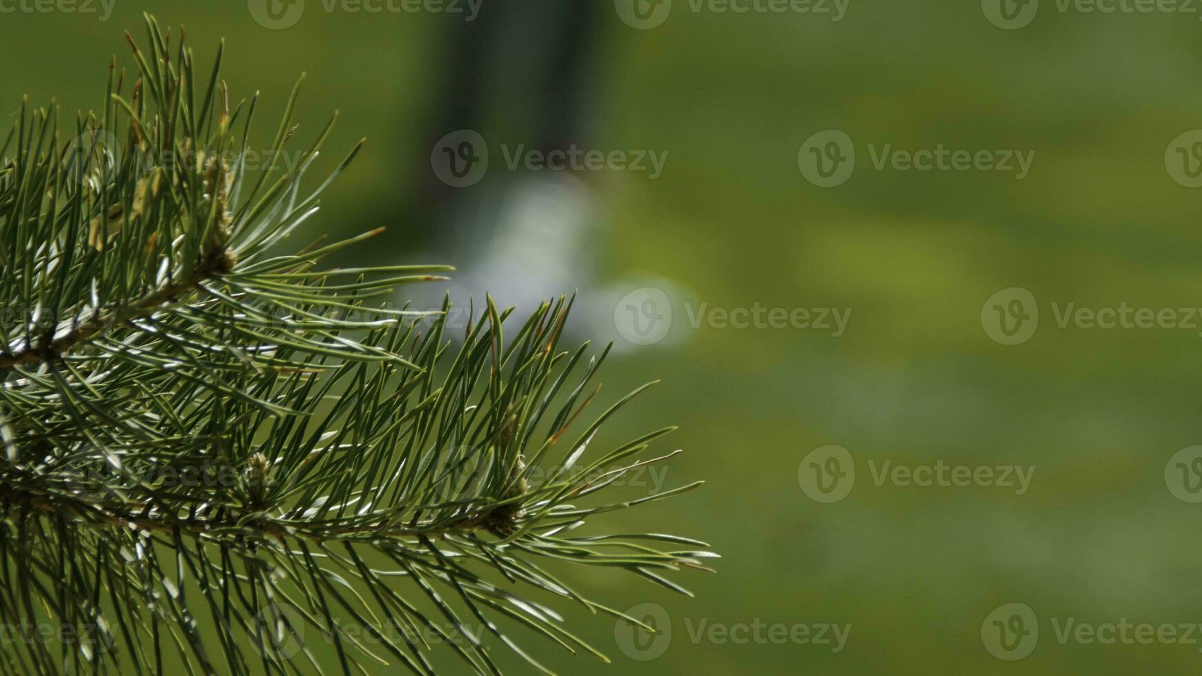 Nadelbaum Ast auf ein Grün Wiese Golf Verein im das Hintergrund Golfspieler foto