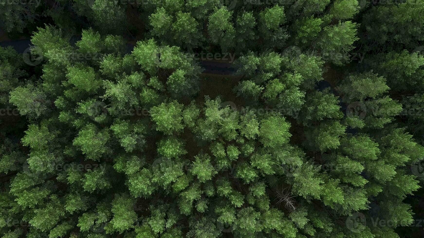 Aussicht von das Wald von Hubschrauber. Clip. riesig, hoch Grün Bäume im das Wald Nächster zu das Straße foto