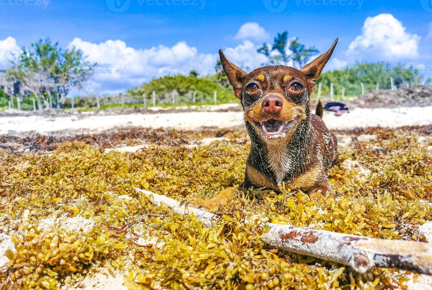 mexikanischer Chihuahua-Hund verspielt am Strand Playa del Carmen Mexiko. foto