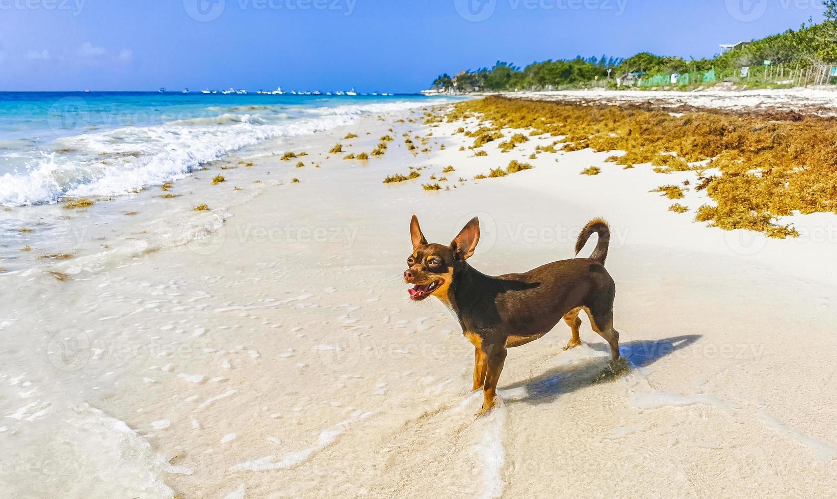 mexikanischer Chihuahua-Hund am Strand Playa del Carmen Mexiko. foto