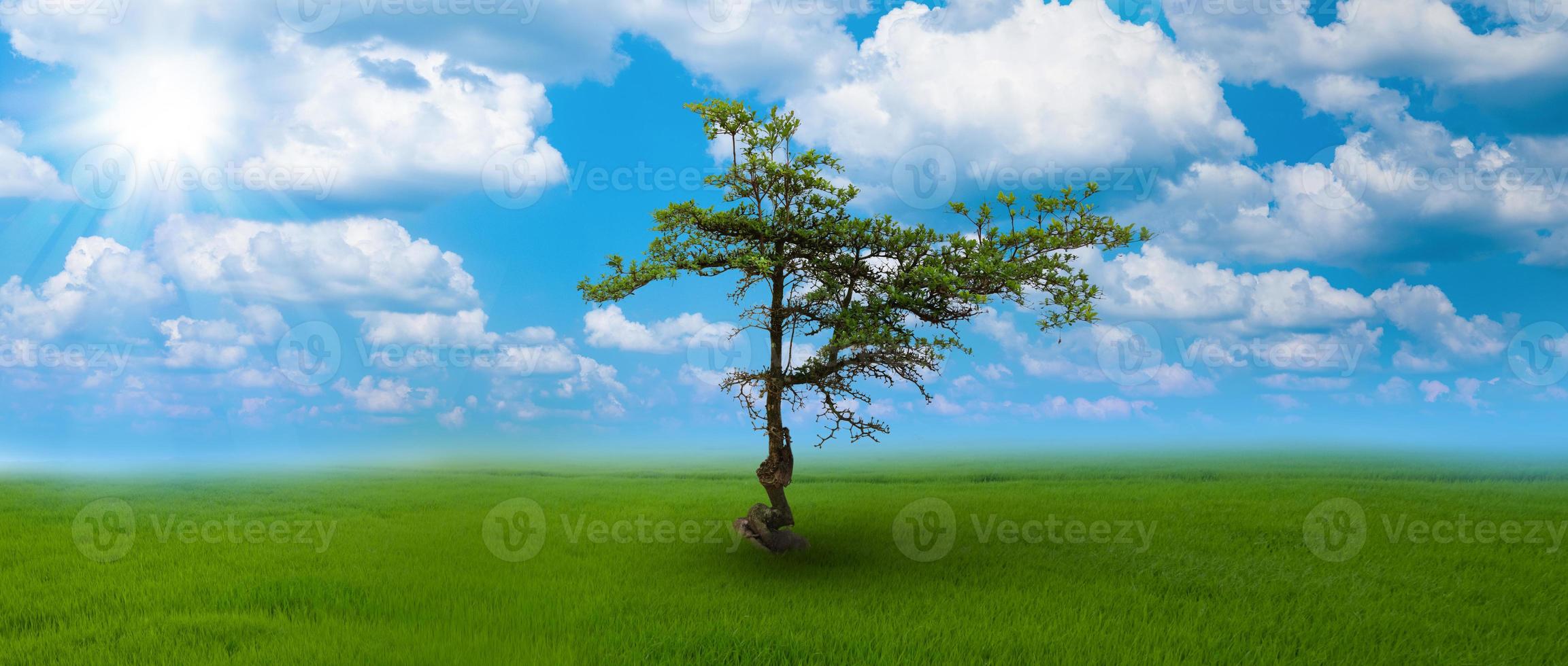 der einsame Baum auf fruchtbarem Boden am blauen Himmel und Wolkenhintergrund foto